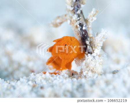 Frogfish Frogfish 106652219