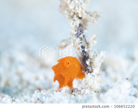 Frogfish Frogfish 106652220