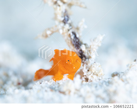 rog魚 rog魚 106652221