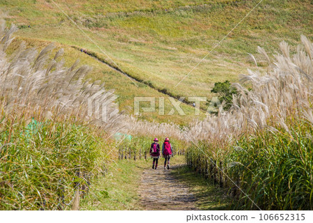 Japanese pampas grass spot ``Soni Kogen/Nara Prefecture'' Japanese pampas grass spot ``Soni Kogen/Nara Prefecture'' 106652315