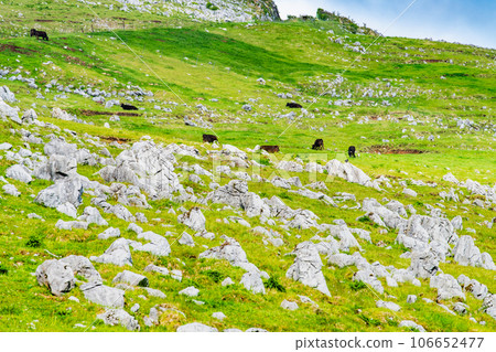 Shikoku karst 106652477