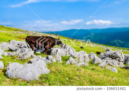 四國喀斯特 106652481