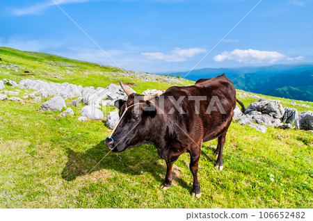 Shikoku karst 106652482