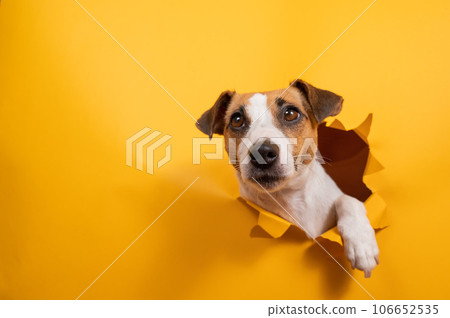 Funny jack russell terrier comes out of a paper orange background tearing it. Funny jack russell terrier comes out of a paper orange background tearing it. 106652535