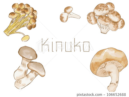 一套水彩矢量蘑菇 106652688