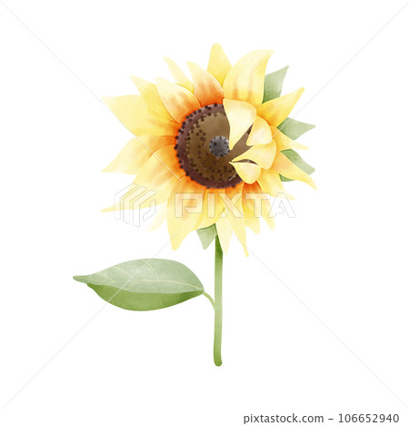 sunflower with green leaves isolated on white 106652940