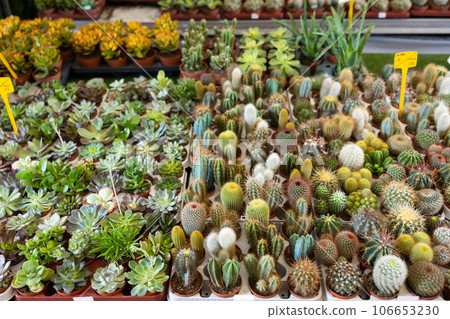 Cultivated cactuses in a row at flower market 106653230
