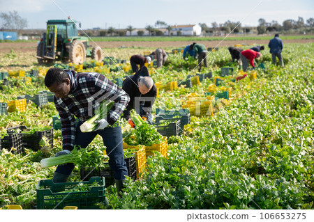Portrait of men gardeners picking harvest of celery to crates Portrait of men gardeners picking harvest of celery to crates 106653275