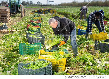 Farm worker arranging harvested celery in crates 106653325