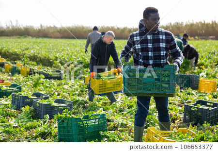 African American worker carrying box with harvested celery African American worker carrying box with harvested celery 106653377