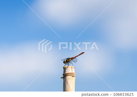 Dragonfly perched on bamboo and blue sky 106653625