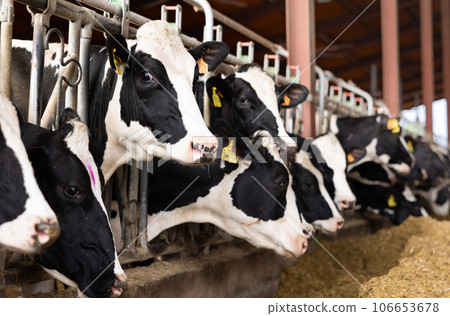 Cows eating hay in cowshed at farm Cows eating hay in cowshed at farm 106653678