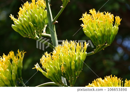 Agave blooms for the first time in 50 years 106653898