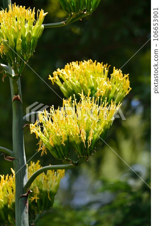 Agave blooms for the first time in 50 years 106653901