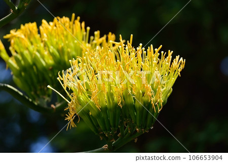 Agave blooms for the first time in 50 years 106653904