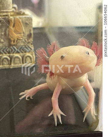happy wooper looper happy wooper looper 106654062