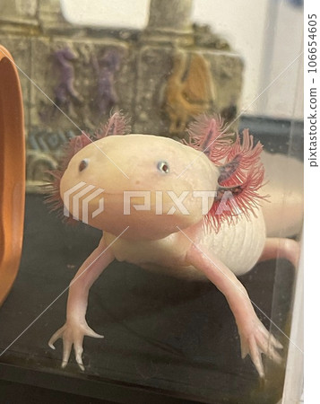 每個孩子的蠑螈 106654605