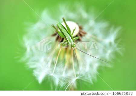 A young grasshopper on a dandelion fluff 106655053