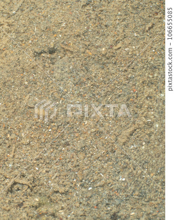 Flatfish or flounder hiding in the sand 106655085