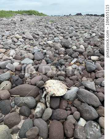 死海龜被沖上岸 死海龜被沖上岸 106655115