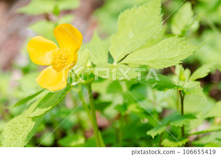 山吹壽 山吹壽 106655419