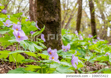 Shiraneeaoi Shiraneeaoi 106655422