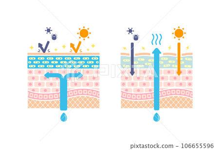 健康皮膚和乾性皮膚皮膚橫截面對比圖（無文字） 106655596