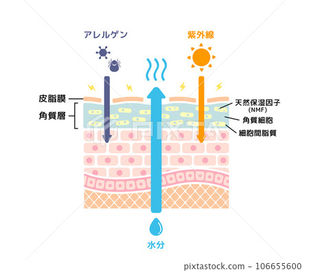 Skin cross section illustration of dry skin 106655600
