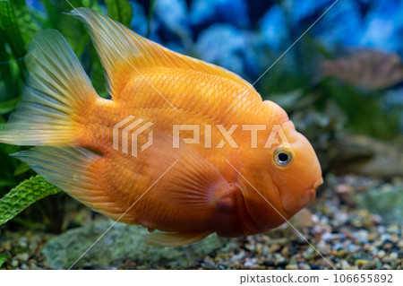 Orange parrot fish in the aquarium. Red Parrot Cichlid. Aquarium fish 106655892