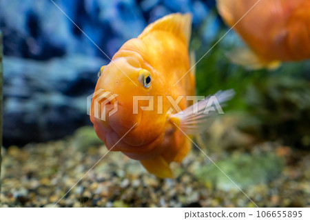 Orange parrot fish in the aquarium. Red Parrot Cichlid. Aquarium fish Orange parrot fish in the aquarium. Red Parrot Cichlid. Aquarium fish 106655895