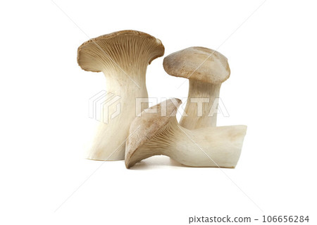 King oyster mushroom over white background King oyster mushroom over white background 106656284