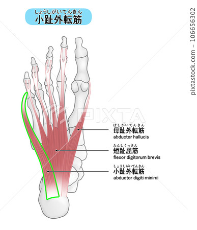 腳底的骨骼和肌肉簡單圖解(小指展肌) 106656302