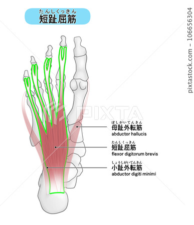 A simple illustration of the bones and muscles of the sole of the foot (flexor digitorum brevis) 106656304