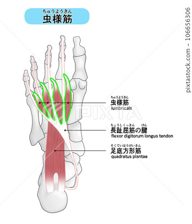 腳底的骨骼和肌肉簡單圖解(蟲肌) 106656306