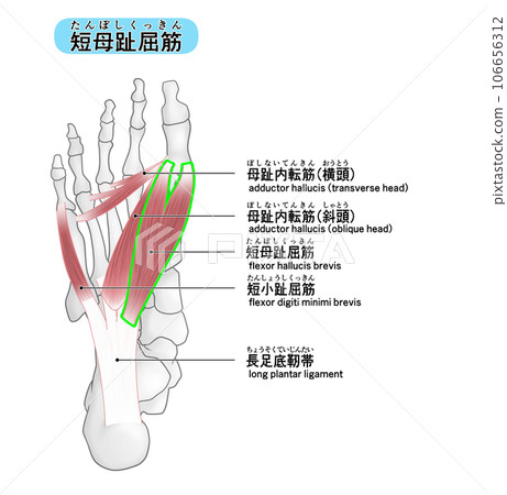 A simple illustration of the bones and muscles of the sole of the foot (flexor hallucis brevis) 106656312