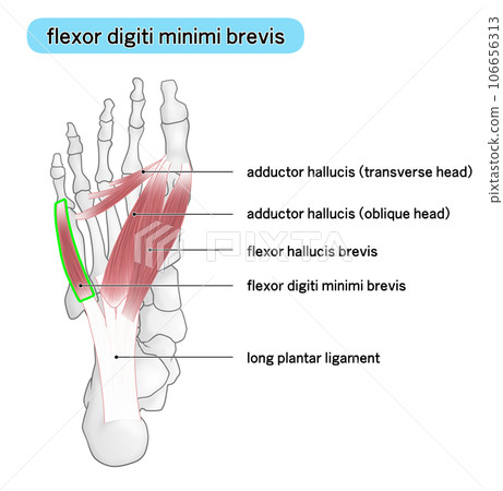 Simple illustration of bones and muscles of the sole of the foot (flexor digiti minimi brevis) Simple illustration of bones and muscles of the sole of the foot (flexor digiti minimi brevis) 106656313