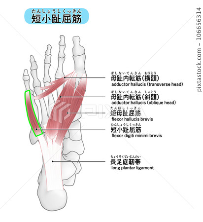 A simple illustration of the bones and muscles of the sole of the foot (flexor digitorum brevis) 106656314