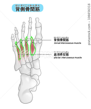 腳底的骨骼和肌肉簡單圖解(背側骨間肌) 106656318