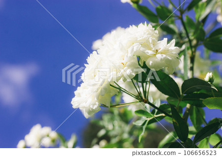 Dreamy mood photo of small white roses on blossoming bush in a garden, rosarium. Petals against clear blue sky in good weather day. Floral postcard for greetings. Inflorescences with delicate petals. Dreamy mood photo of small white roses on blossoming bush in a garden, rosarium. Petals against clear blue sky in good weather day. Floral postcard for greetings. Inflorescences with delicate petals. 106656523