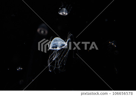Aquarium jellyfish 106656578