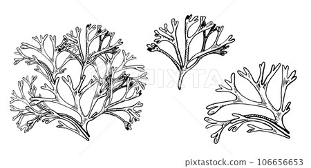 Set of sea plants ink hand drawn illustration isolated on white background. Codium, helpful seaweed black white line vector. Design element for package, label, trade, wrapping, marine collection 106656653