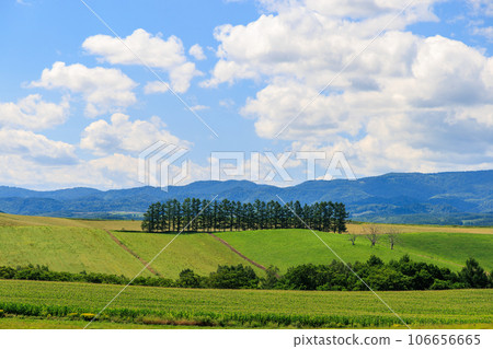 山上有一排樹 106656665