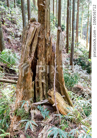 朽木（腐爛的樹） 106656712