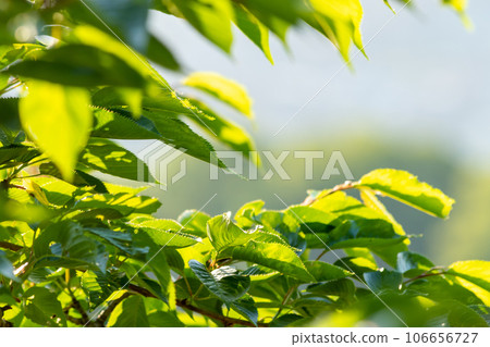 Refreshing green 106656727