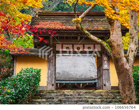 秋天的京都寂光院三門 106656764