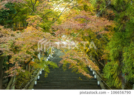 法林寺的紅葉風景 京都嵐山的紅葉名勝 京都的紅葉旅遊景點 紅葉和石階 106656790