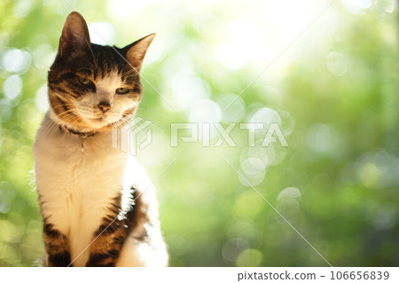 Pheasant cat relaxing with trees in the garden in the background Pheasant cat relaxing with trees in the garden in the background 106656839