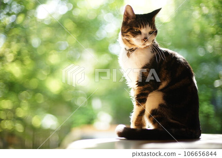 Pheasant cat relaxing with trees in the garden in the background Pheasant cat relaxing with trees in the garden in the background 106656844