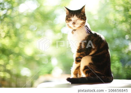 野雞貓在背景花園裡的樹木中放鬆 106656845