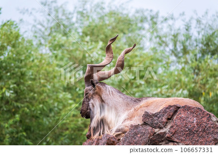 Close-up portrait of Markhor, Capra falconeri, wild goat native to Central Asia, Karakoram and the Himalayas Close-up portrait of Markhor, Capra falconeri, wild goat native to Central Asia, Karakoram and the Himalayas 106657331